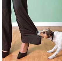 Watchdog02.jpg