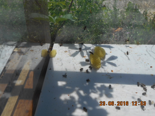DSCN0638.JPG