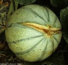 CandidatMelon02.jpg