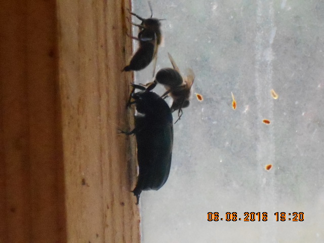 DSCN0621.JPG