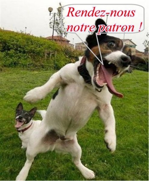 Fichier:260623roquet.jpg
